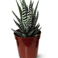 Mini Succulent